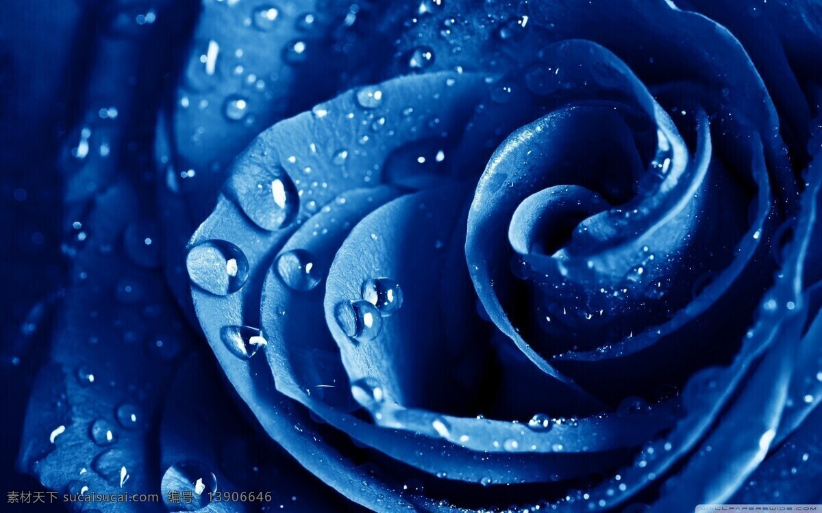 蓝玫瑰 蓝色妖姬 露水 玫瑰花 玫瑰 唯美 花卉 玫瑰摄影 花草 生物世界