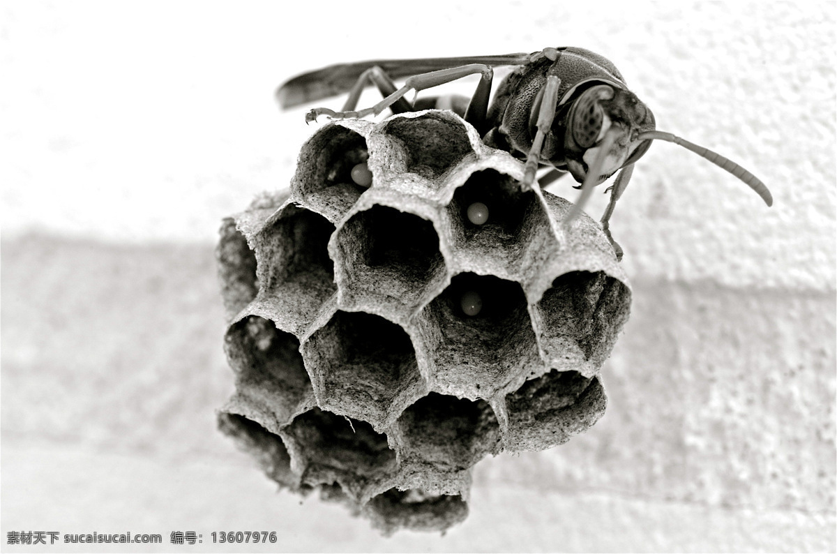 蜂 蜂巢 家 昆虫 蜜蜂 生物世界 蜂和蜂巢 黑白昆虫 昆虫特写 筑巢 蜂巢特写