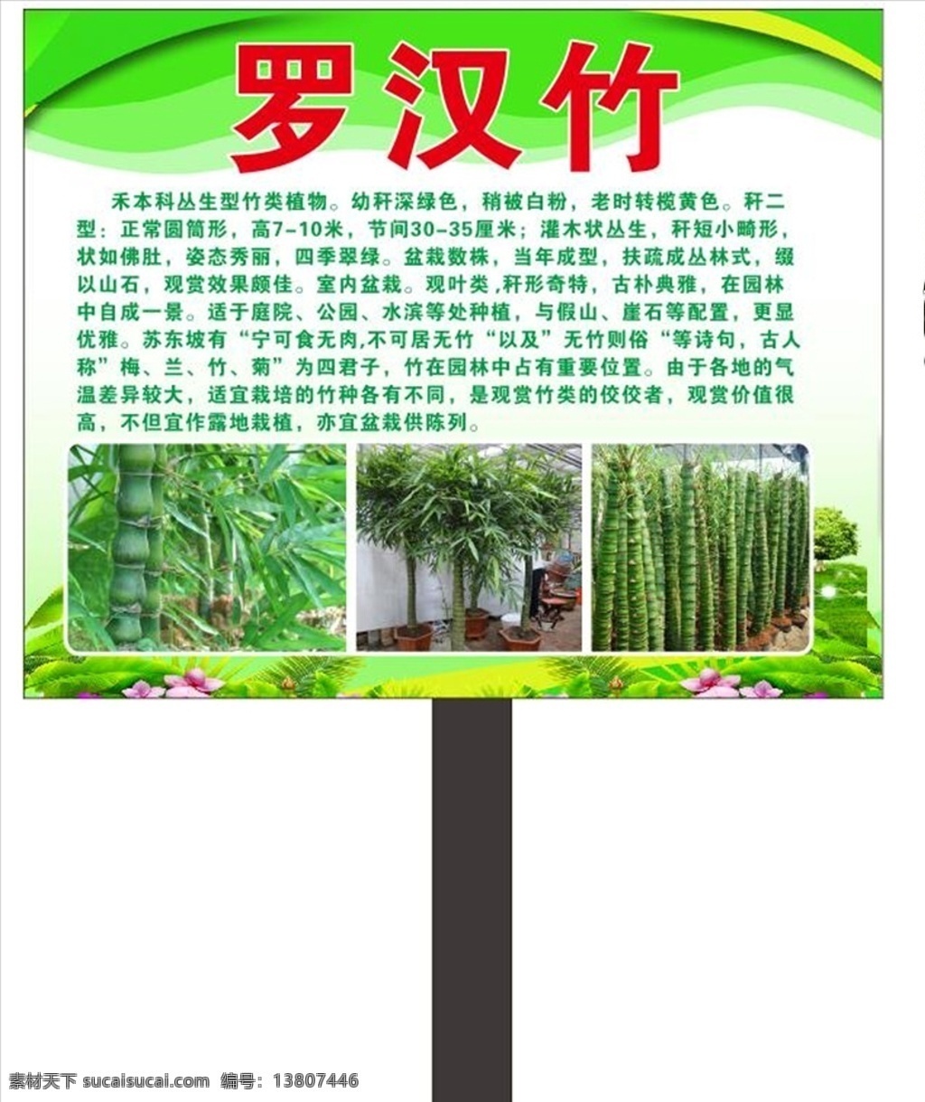 罗汉竹简介 园林牌子 罗汉竹价值 绿色背景 园林广告牌 园艺 花卉 大自然