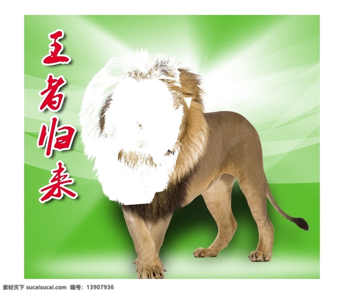 高清狮子 狮子 光晕 分层 源文件