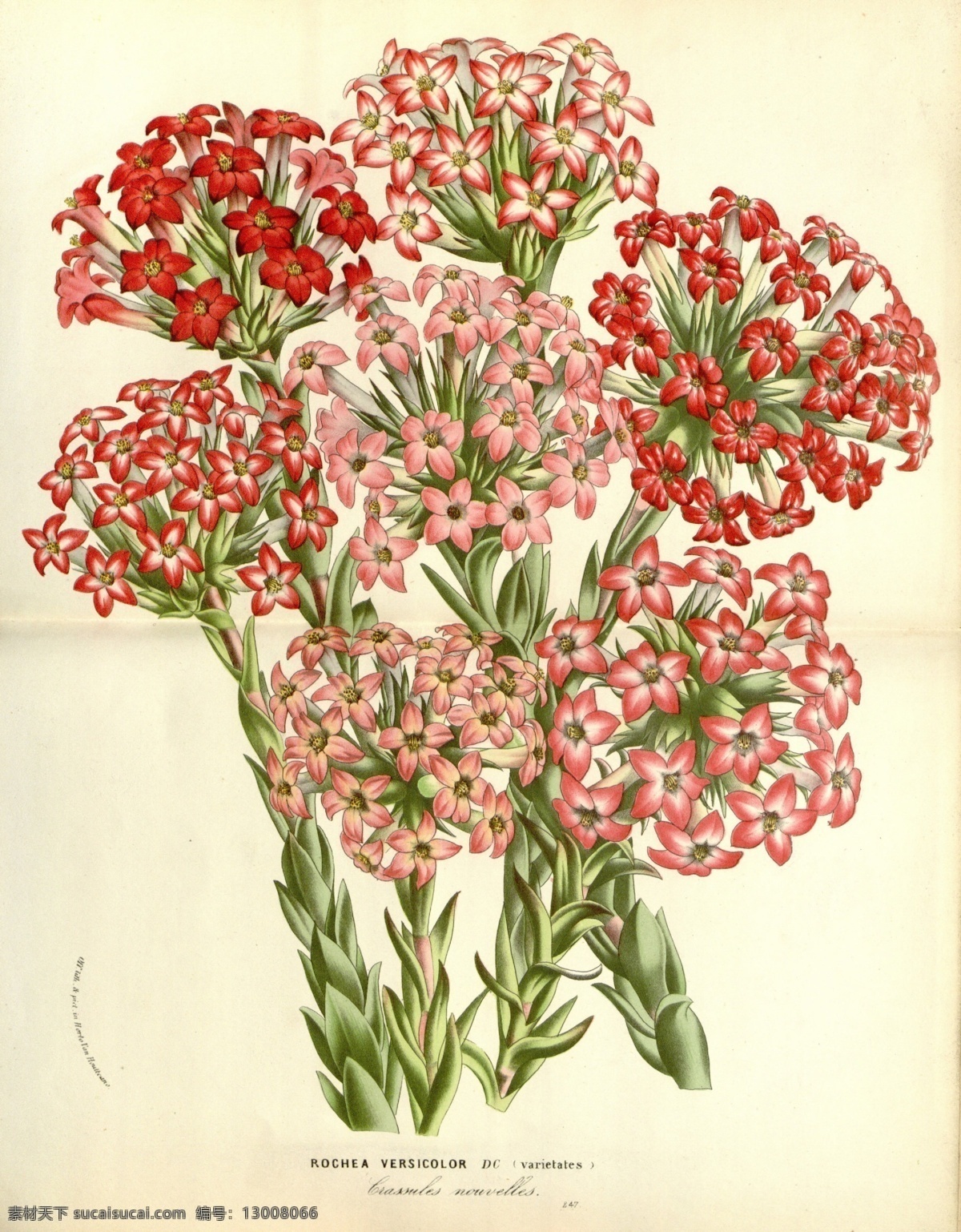 复古 美式 花鸟 植物 装饰画 花朵 绿叶 树叶 鲜花 花纹 复杂 涂鸦 水彩画 书房画 展览装饰画 酒店 餐厅 酒吧装饰画 色彩 颜料 油画 绘画 现代 创意 室内装饰画 客厅装饰画 家庭装饰画 厚涂 装饰画素材 欧式美式 多彩 艺术油画 家居抽象画 家装装饰画 现代艺术 复古美式 文化艺术 绘画书法