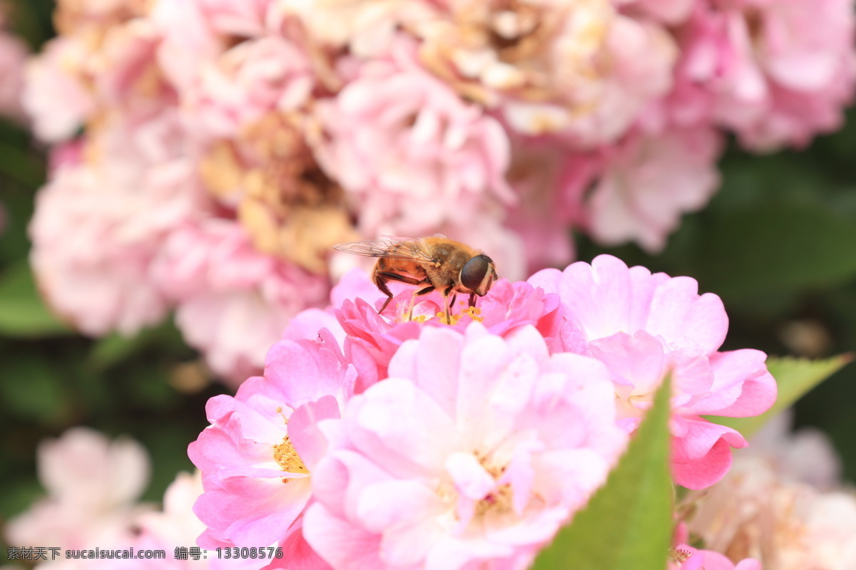 鲜花蜜蜂采蜜 鲜花 蜜蜂 采蜜 小蜜蜂 粉色 生物世界 花草