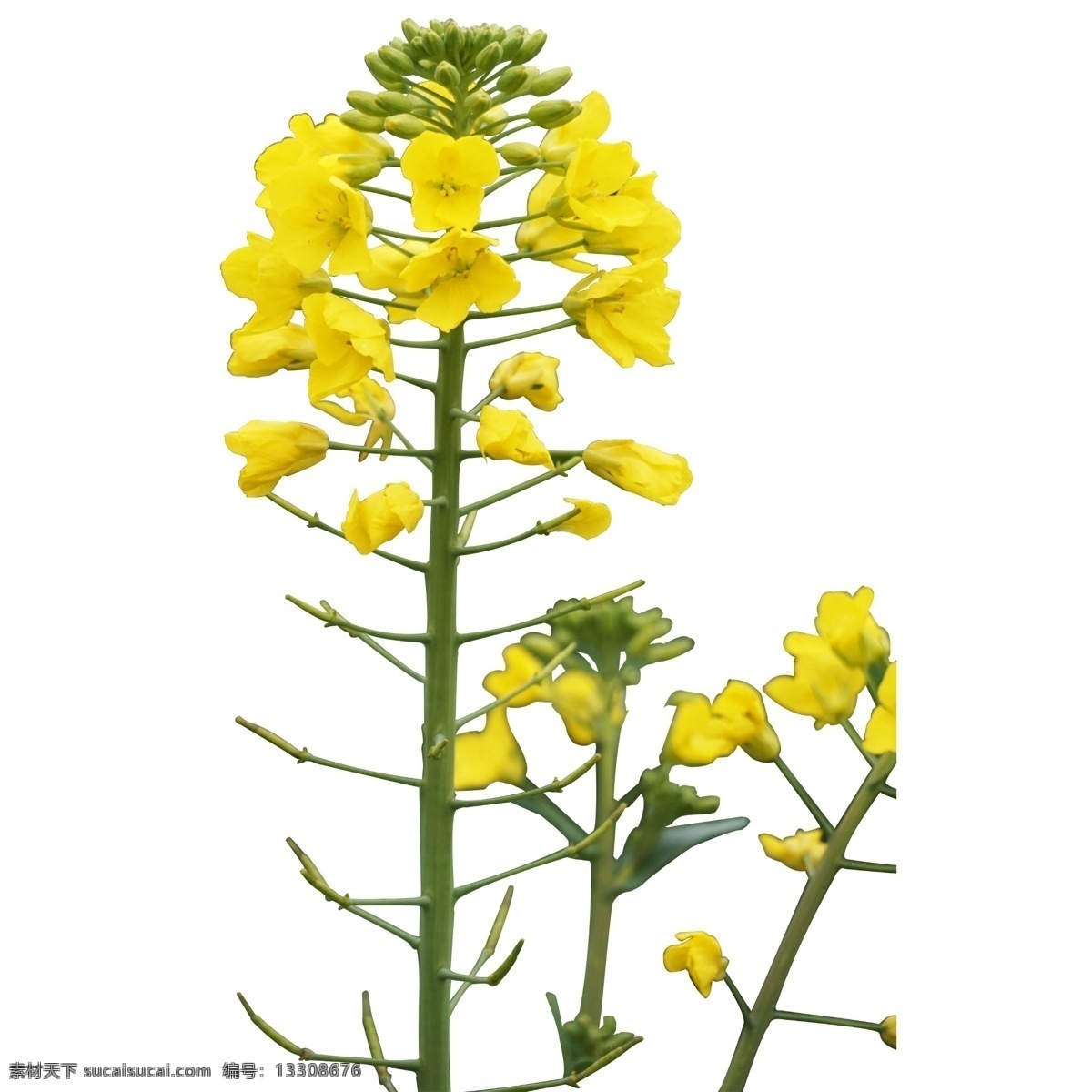 实拍 公园 黄色 油菜花 花卉 黄花 小黄花 消化 黄色消化 油菜消化 黄色油菜花 花园