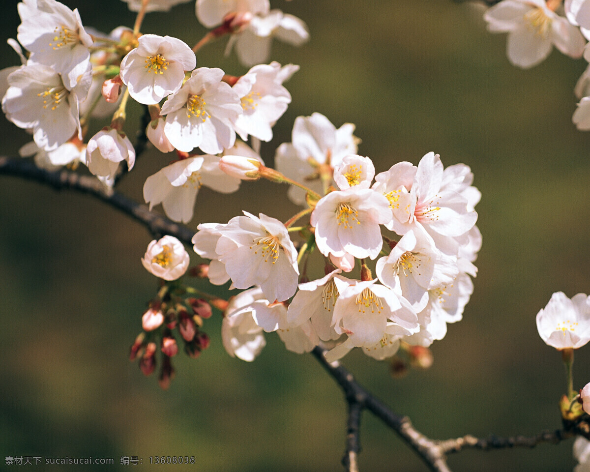 春暖花开 百花 春天 广告 大 辞典 花苞 花朵 花蕊 花枝 盛开 桃花 争艳 桃树 枝头