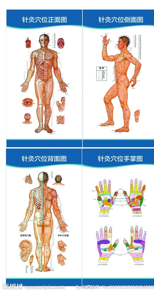 针炙图 穴位图 手掌穴位 人体后背穴位 穴位 人体 侧面 图 正面 耳朵 眼睛 头 手 腿 脚掌穴位 矢量