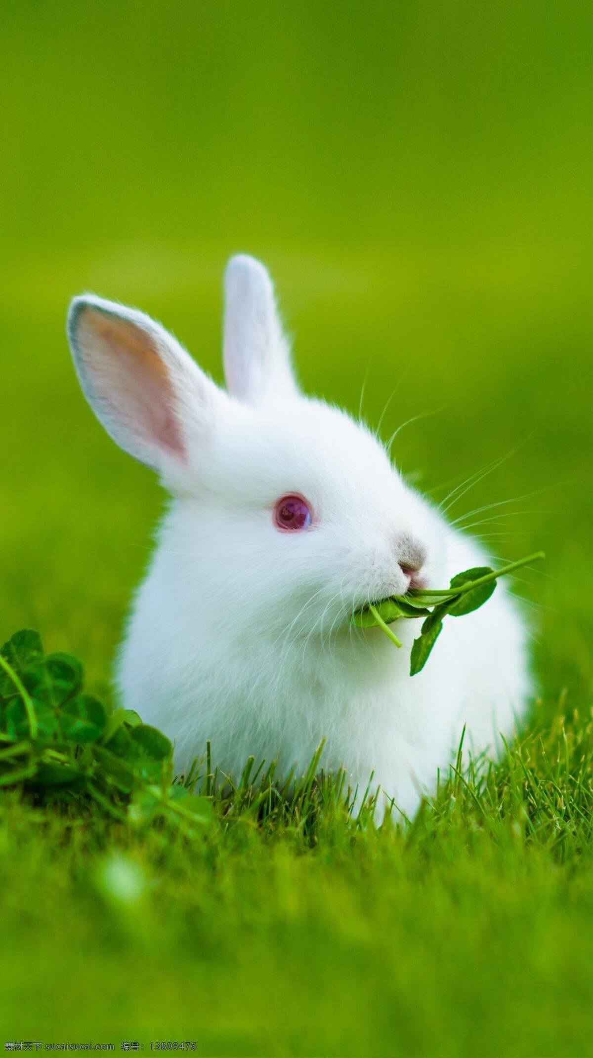 兔子图片 兔子 白兔 草地 动物 可爱 长耳朵 红眼睛
