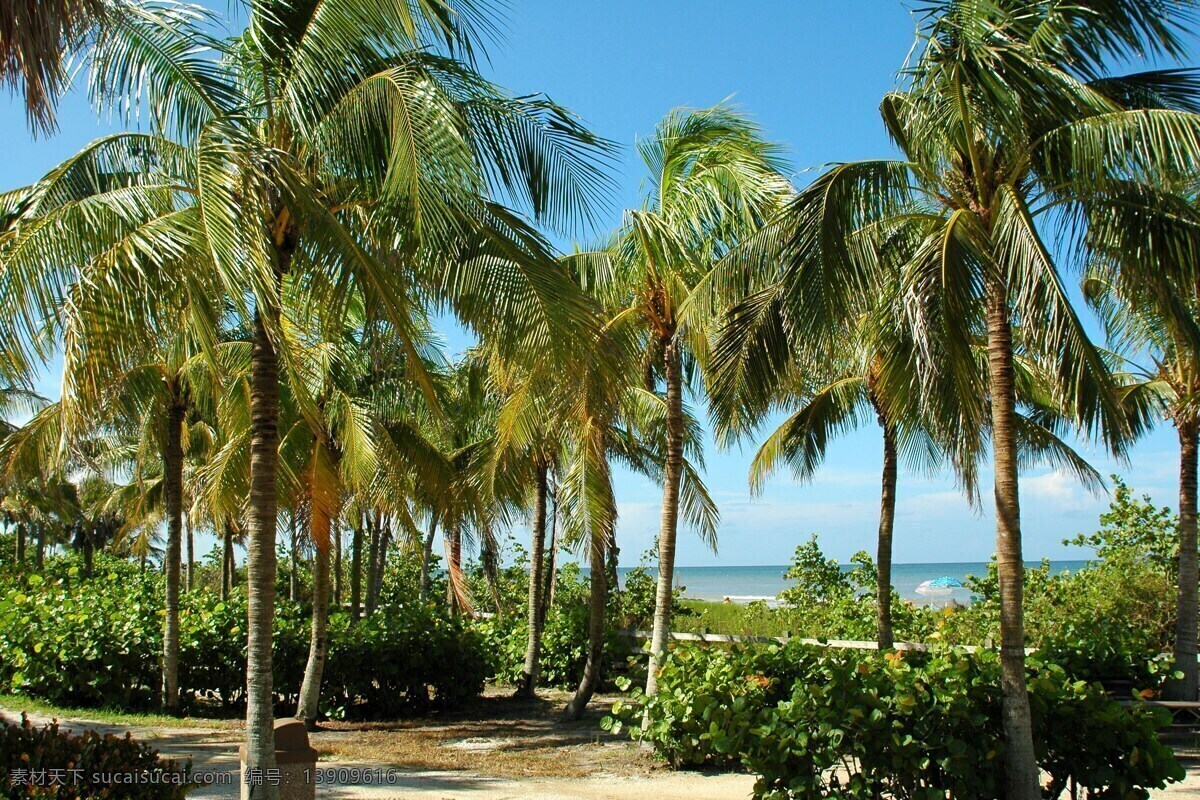 佛罗里达 热带 海滩 棕榈树 旅游 海洋 假期 旅行 水 棕榈 美国 海岸 天空 自然 沙 树 旅游摄影 自然风景