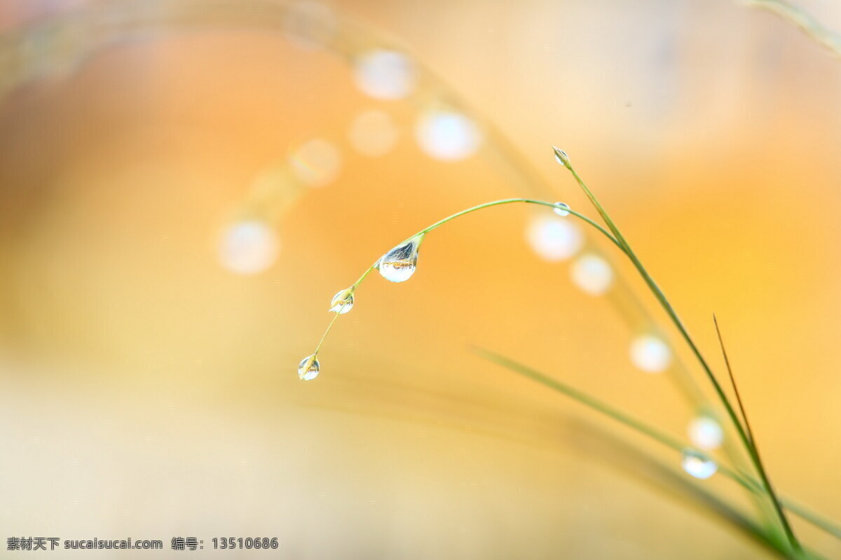 水滴 绿叶 嫩牙 露滴 水露 桌面背景 背景素材 自然景观