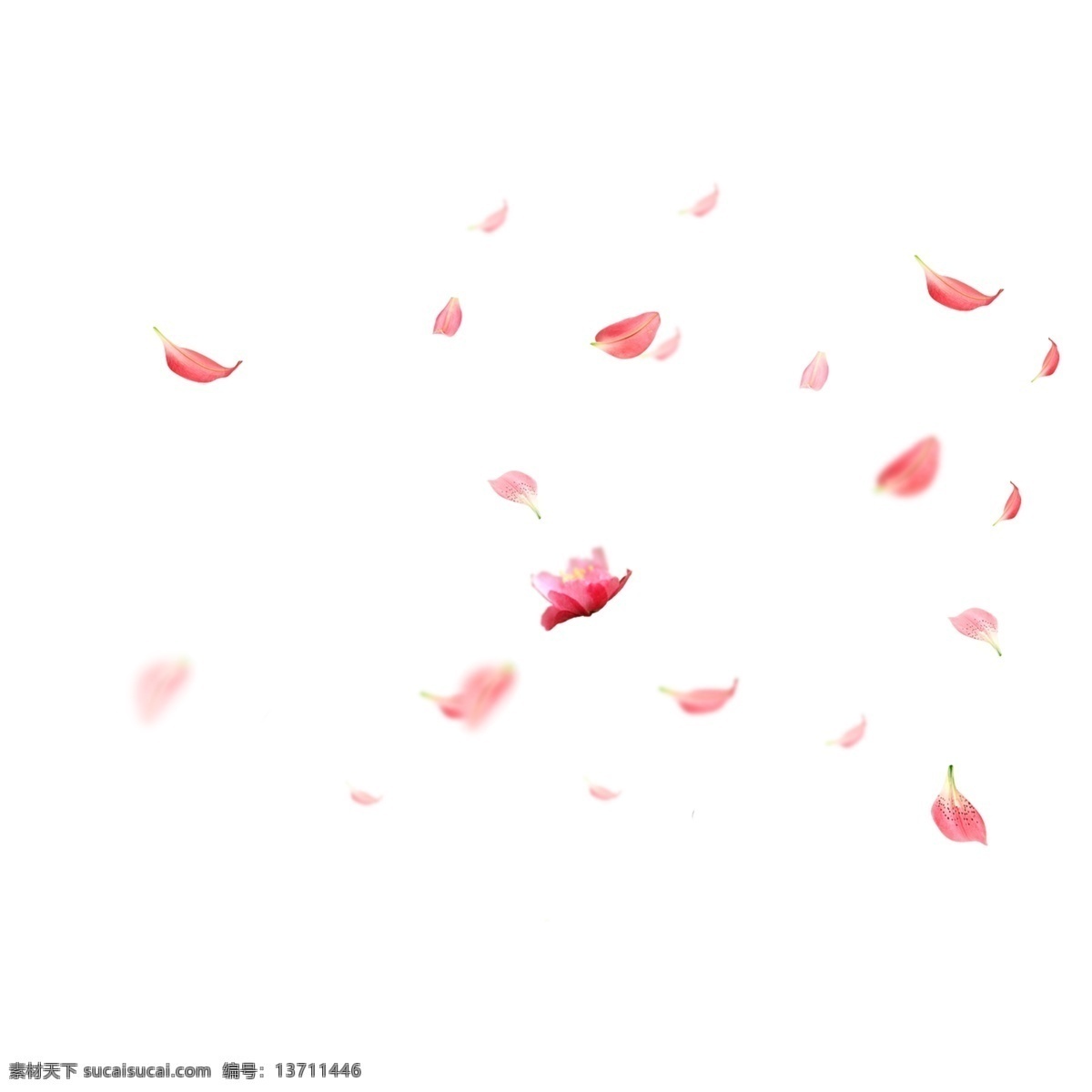 花瓣飘落 花瓣 粉色 玫瑰花瓣 落花 效果 花素材