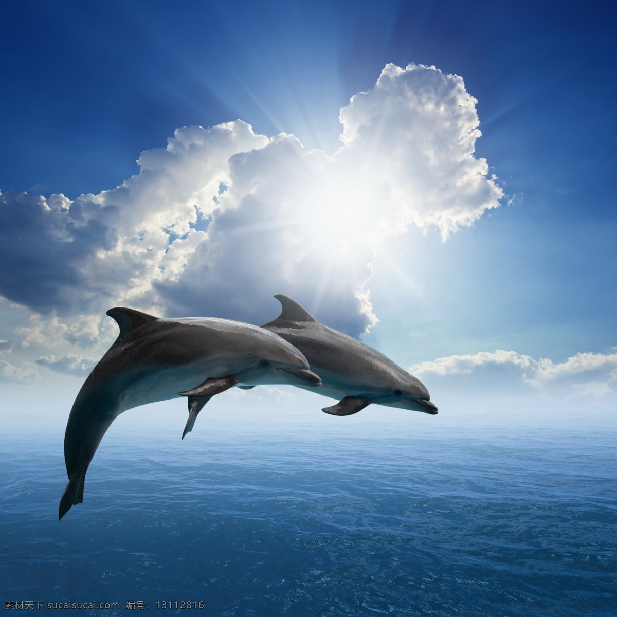 海豚素材 海豚 海洋 大海 灵敏 海豚跳跃 阳光 水珠 生命 海浪 浪花 跳跃鱼 鱼跃 平静 海面 可爱 快乐 飞跃 跃出海面 鱼类 生物世界