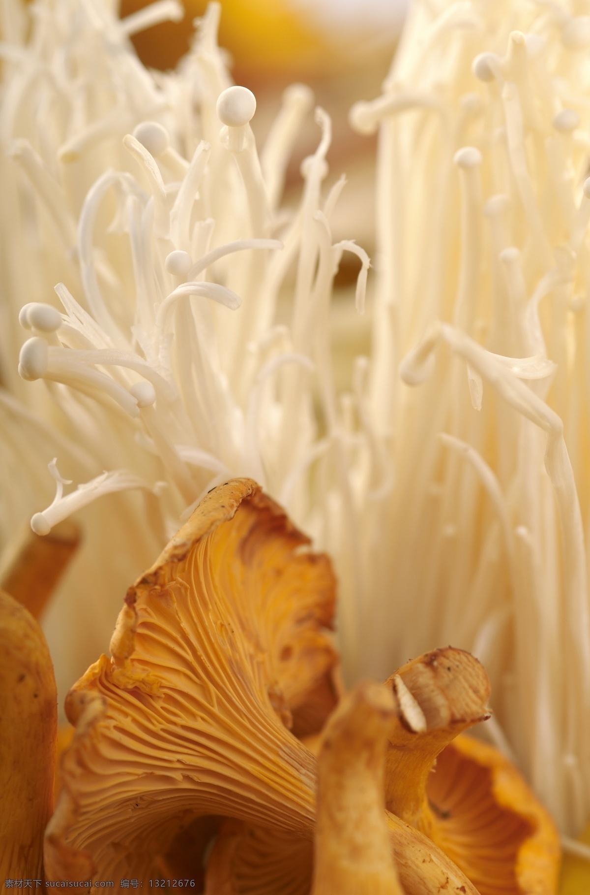 金针菇 蘑菇 食材 食物原料 餐饮美食 美食 美食摄影 美食图片素材 原料 健康美食 生物世界 蔬菜 绿色菜类 蘑菇图片