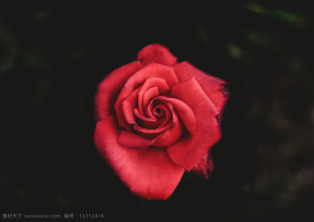 玫瑰花 特写 红玫瑰 玫瑰 壁纸 黑色壁纸 玫瑰特写