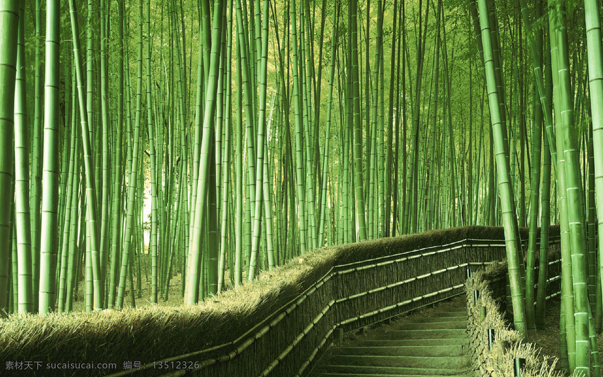 竹林画册 竹林素材 竹林背景 绿竹林 竹林中的小道 高清壁纸 自然景观 自然风光