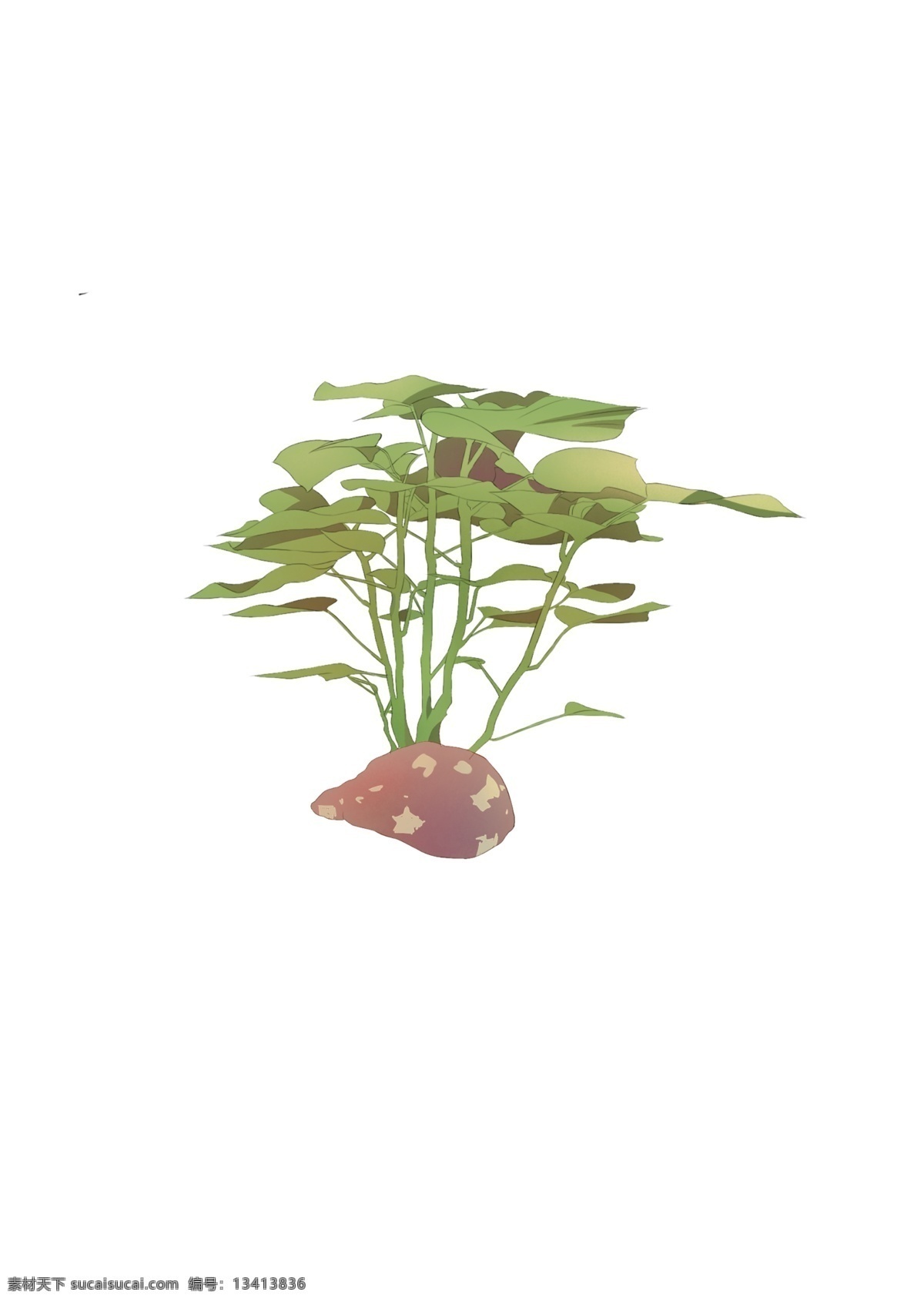 手绘 卡通 红薯 生长 图 商用 卡通板绘 食物 蔬菜植物 五谷 果实与绿叶 平涂 可爱 小清新 无背景 png文件
