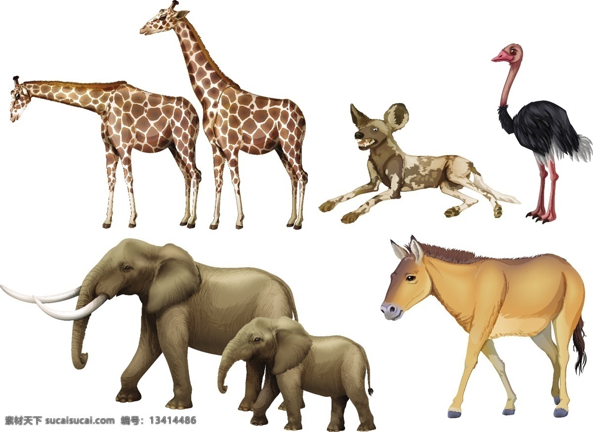 五 种 野生动物 插画 自然 鸟类 艺术 动物 绘画 插图 野生 类型