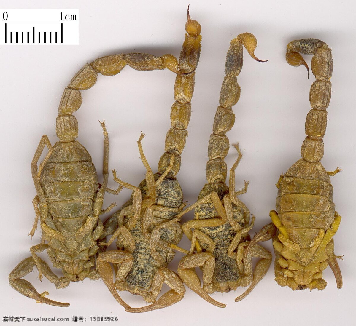 全蝎 蝎子 中药 中草药 其他生物 生物世界