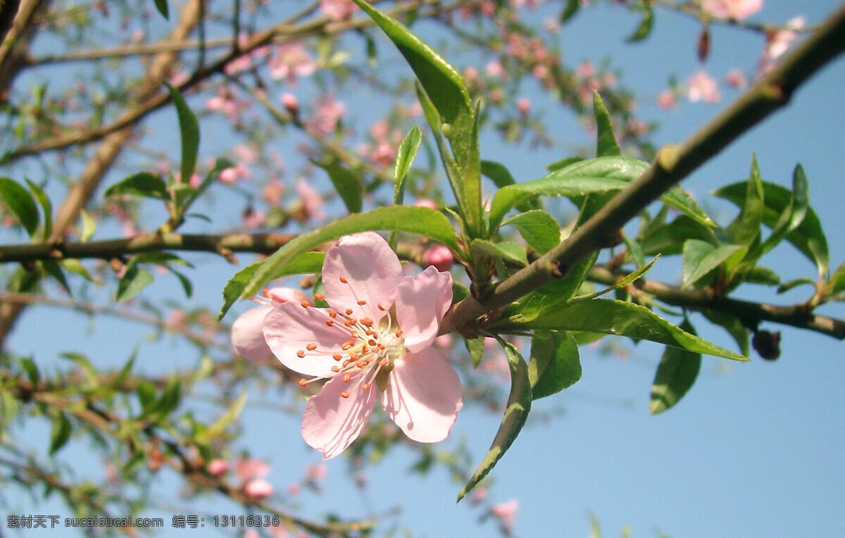 桃花 春天 花草 花卉 花蕊 蓝天 绿叶 生物世界