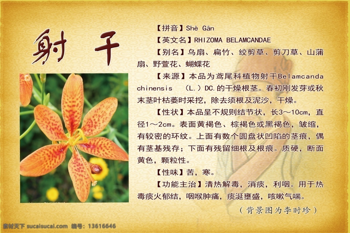 射干 药材牌 中药材 中药 李时珍 药 英文名 别名包袱花 铃当花 道拉基 来源 性状 性味 功能主治 展板模板