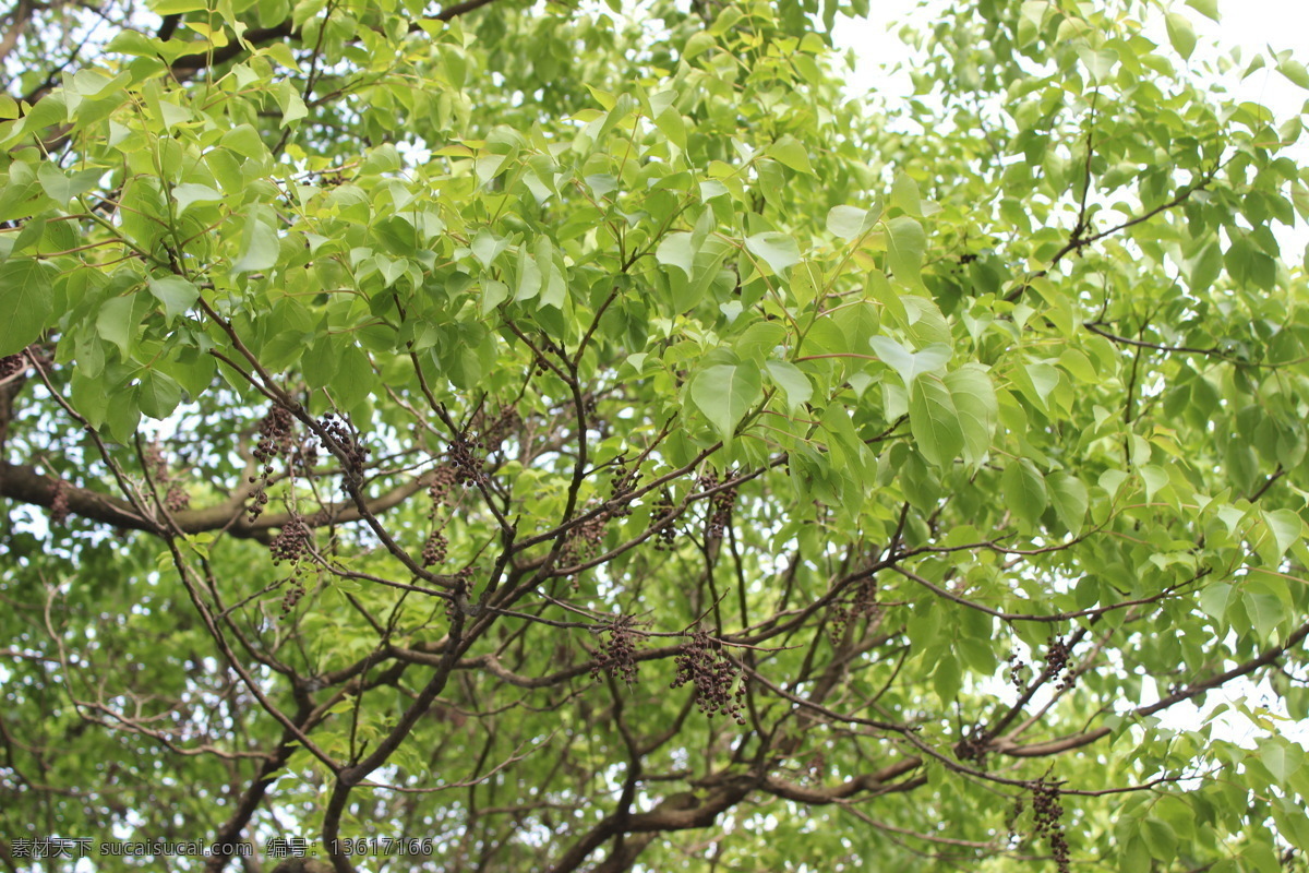 重阳木 绿树 乔木 绿叶 植物 植物摄影 生物世界 树木树叶