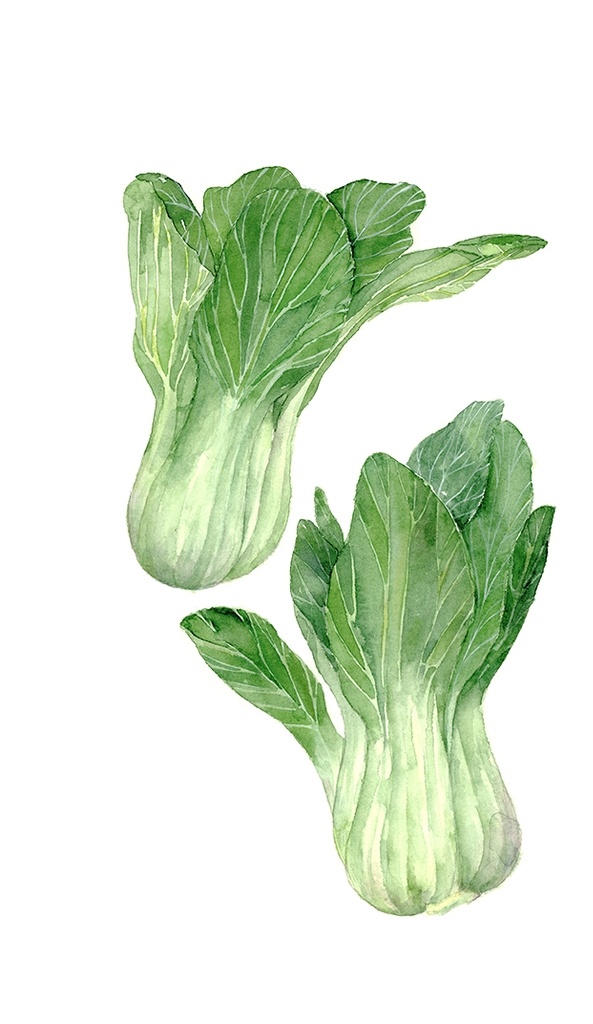 水彩 蔬菜 小白菜 素材图片 蔬菜白菜素材 上海青素材 手绘素材 水彩手绘扫描 动漫动画