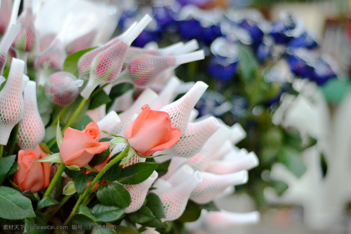 粉色玫瑰花 高清壁纸 花苞 花草 花店 花朵 花束 浪漫 玫瑰花 情人节 艳丽 叶子 娇艳 梦幻 植物 花草拍摄 生物世界 节日素材 情人节七夕