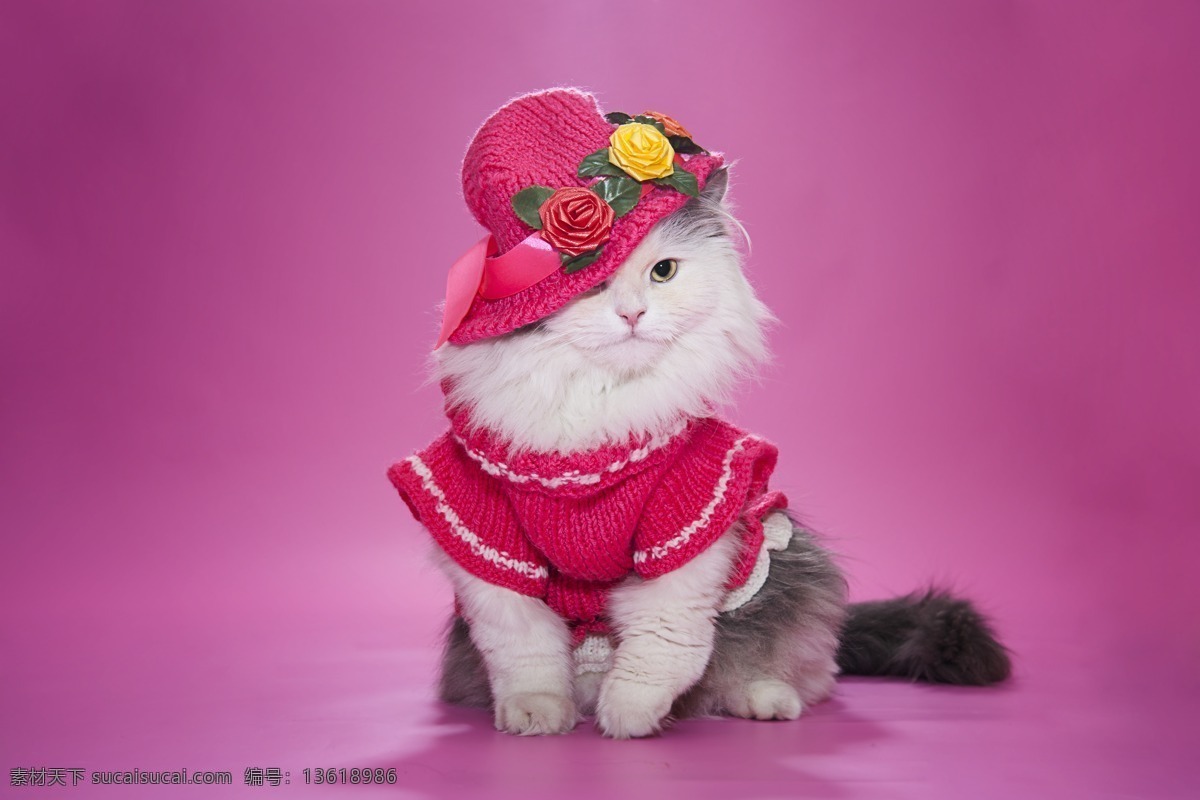 戴帽子 波斯猫 戴帽子的猫咪 小猫 宠物 猫咪图片 生物世界