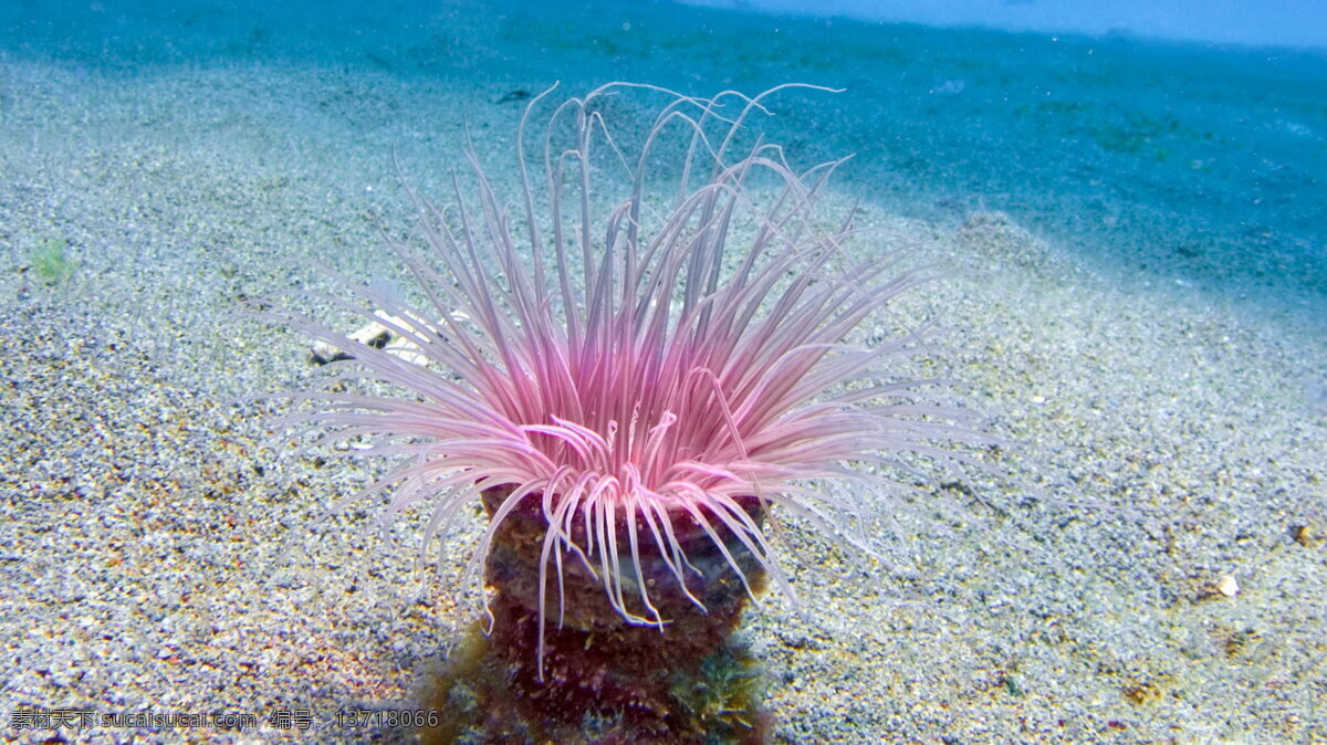 海底生物 海底世界 海草 珊瑚 海花 海生植物 动物世界 生物世界 海洋生物