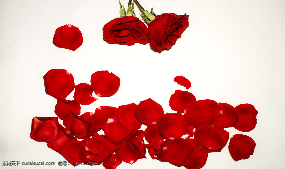 浪漫 玫瑰 花朵 花瓣 背景 玫瑰花 红玫瑰 鲜花 花 唯美 摄影图 照片 通用