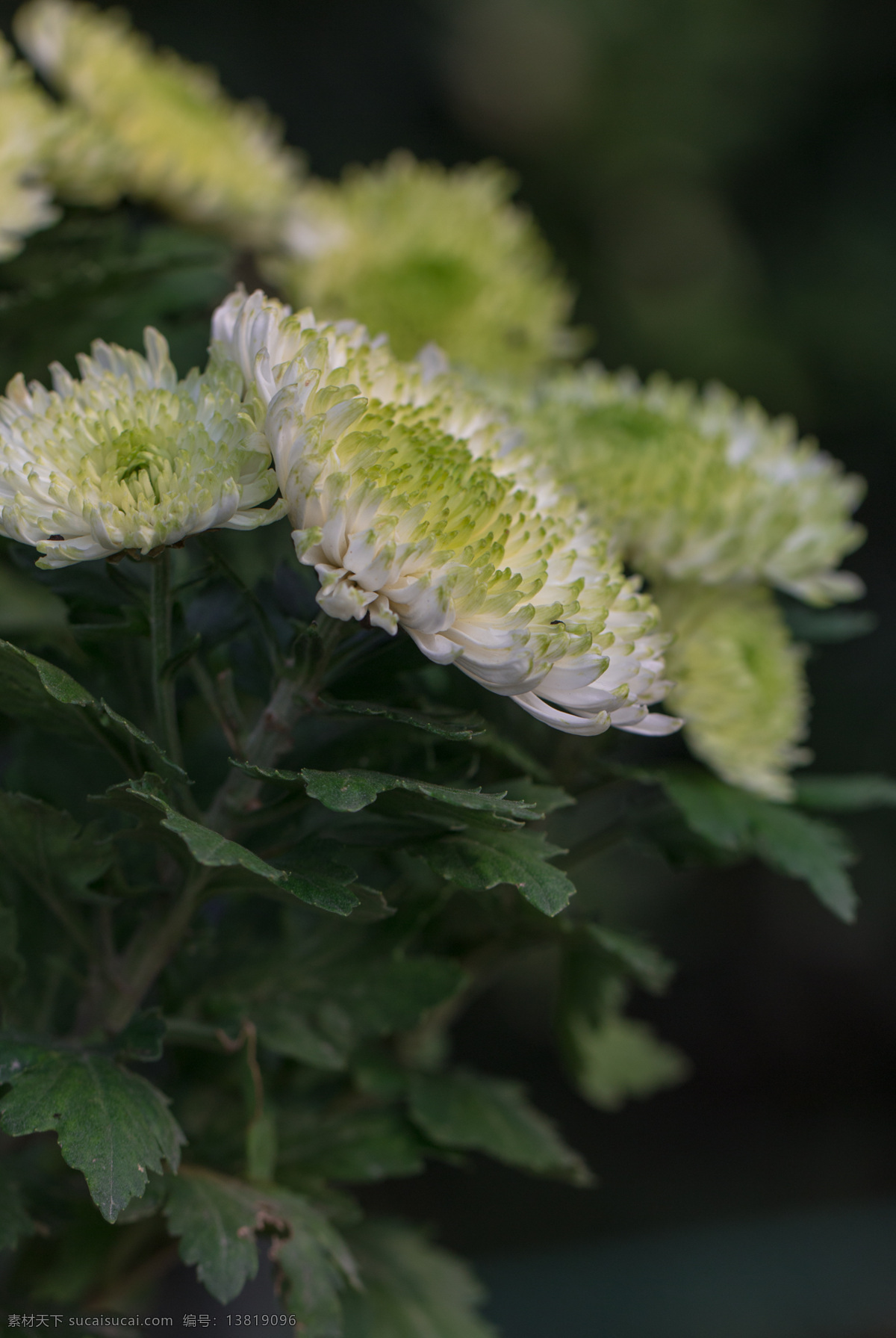 菊花 秋菊 艳丽 绚丽 娇艳 秋天 秋色 秋菊图 生物世界 花草 黑色