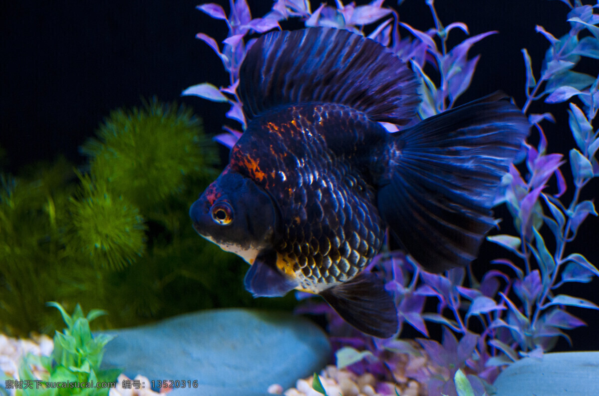 热带鱼 高清 海洋 海洋生物 金鱼 生物世界 鱼 鱼类 观赏鱼 精美鱼 海洋公园