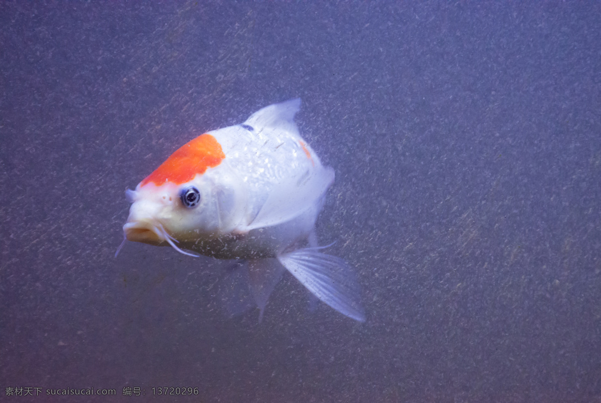 水底 游泳 鱼 蓝色 金鱼 漂浮 动物 生物