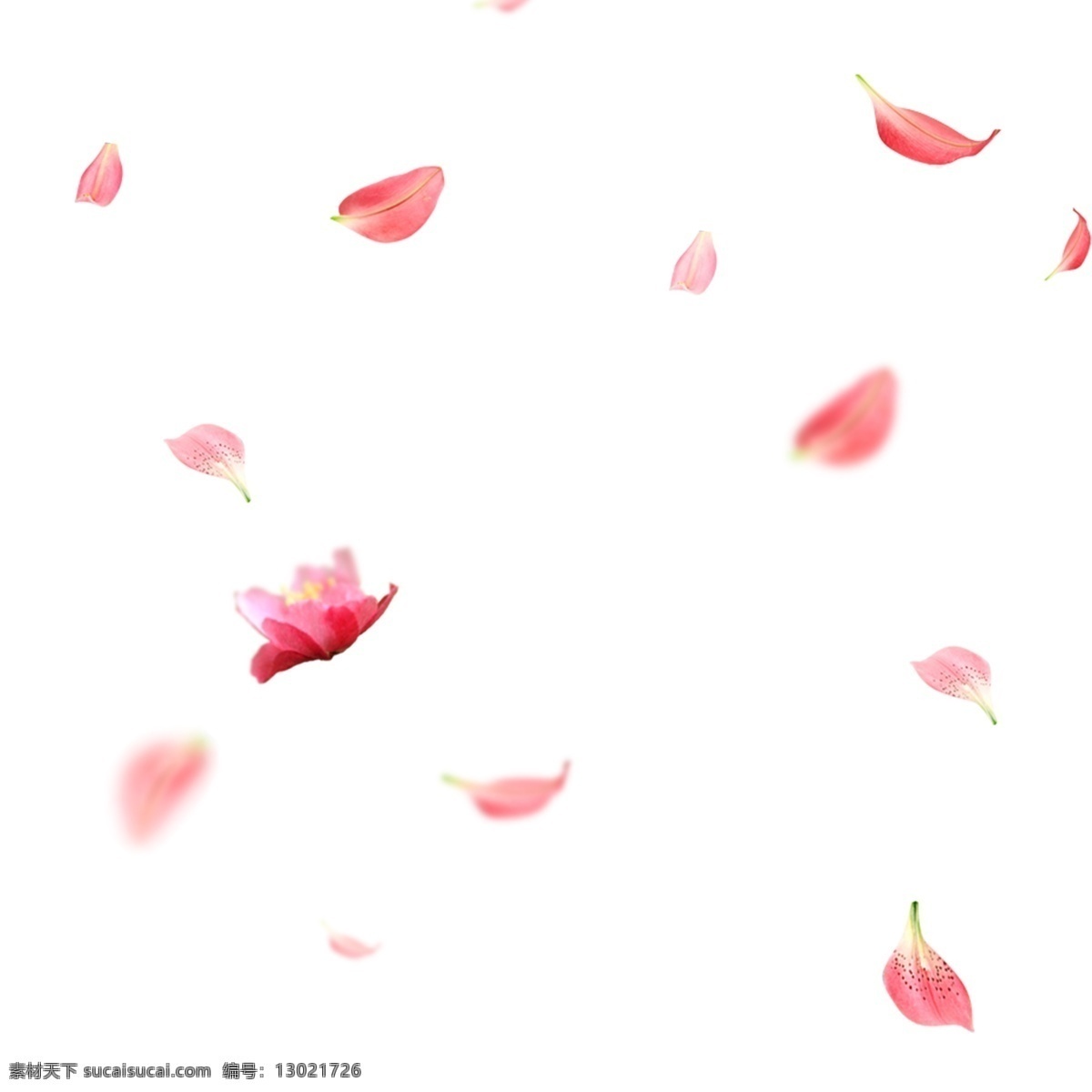 粉色花瓣 花瓣 卡通插图 创意卡通下载 插图 png图下载