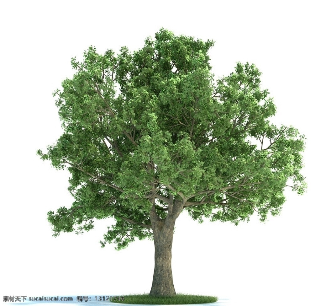 植物 栎树 绿叶成荫 带有贴图 其他模型 源文件 春天的树 室外模型 展示模型 小草 绿化 3d模型 3d设计模型 max