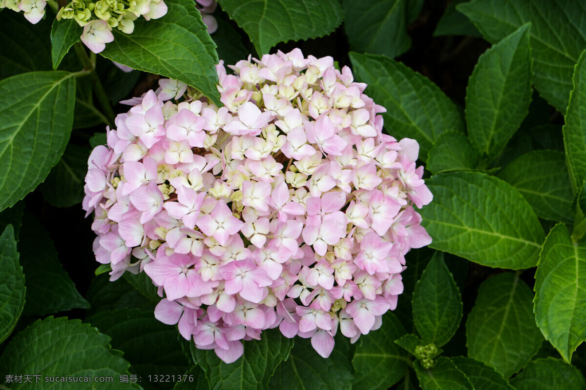 绣球花 植物 花瓣 八仙花 花卉 绣球 虎耳草科 伞房花序 顶生 球状 粉红 一枝 花卉系列 水红花 淡黄色 花心 绿叶 花 花园 生物世界 花草