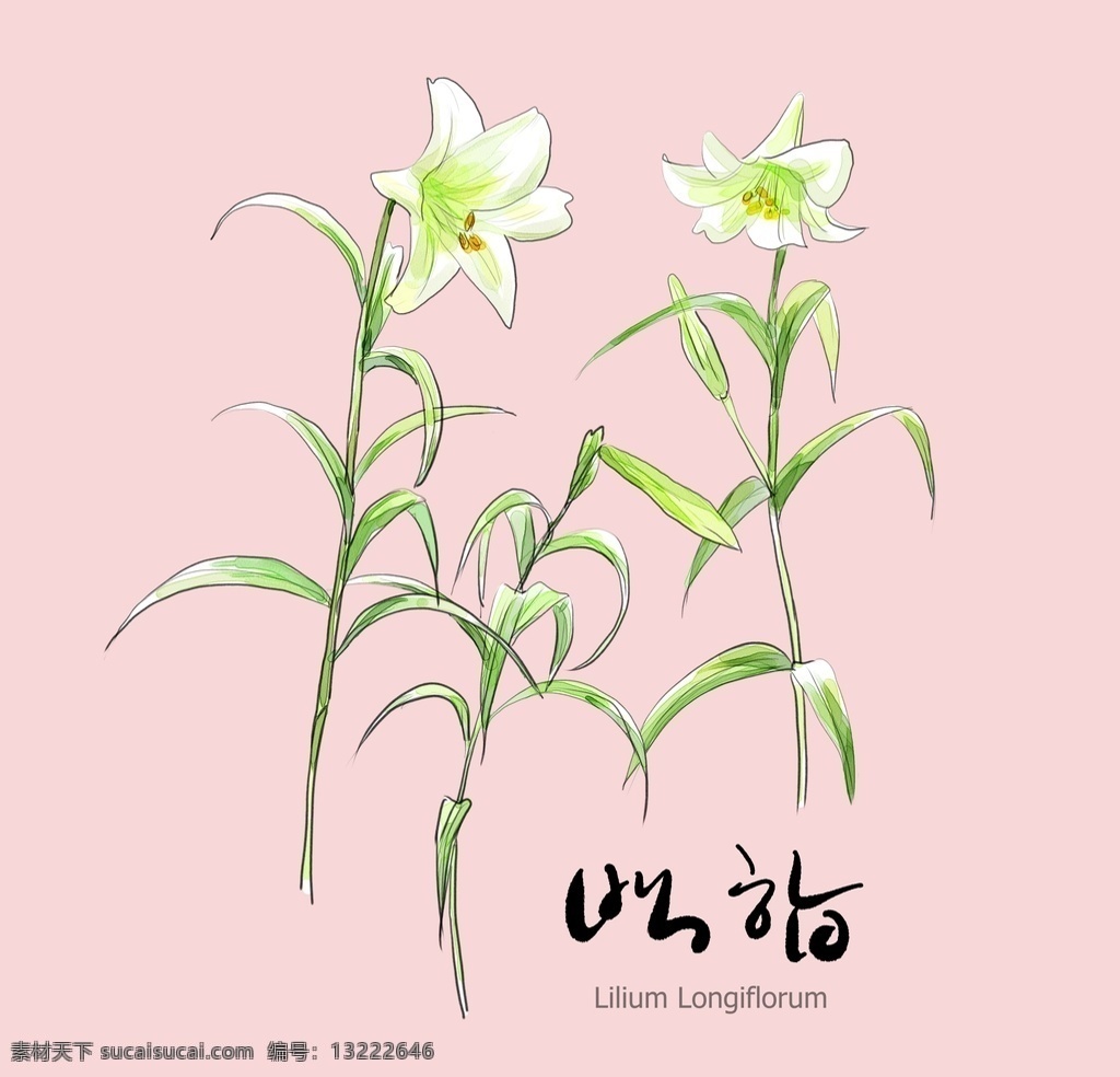 手绘花卉素材 花卉素材 手绘花卉 花卉 花素材 手绘花 分层