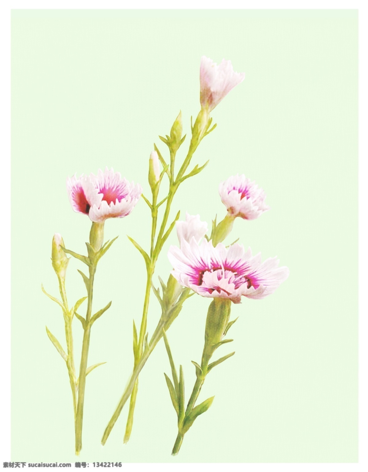 盛开 粉色 花朵 psd素材 春季 春天 粉色花朵 花卉 psd源文件