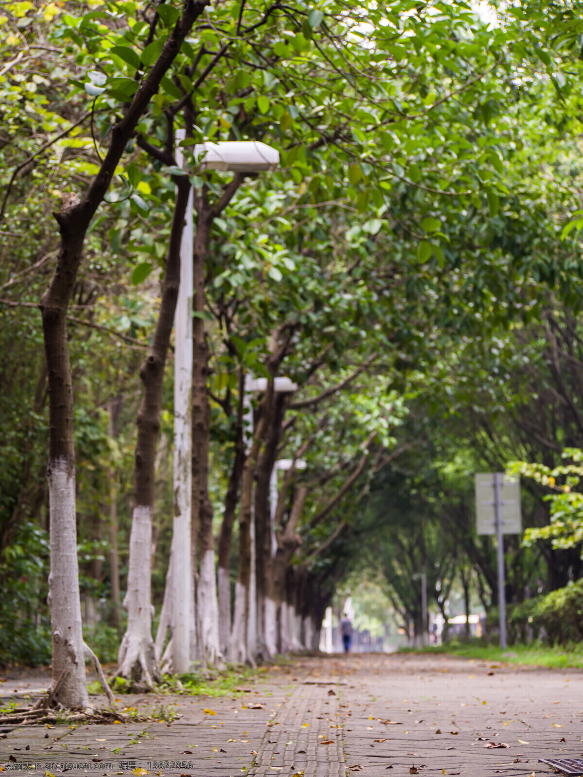 广州街景 广州大学城 街景 绿化 林荫 街拍 旅游摄影 国内旅游