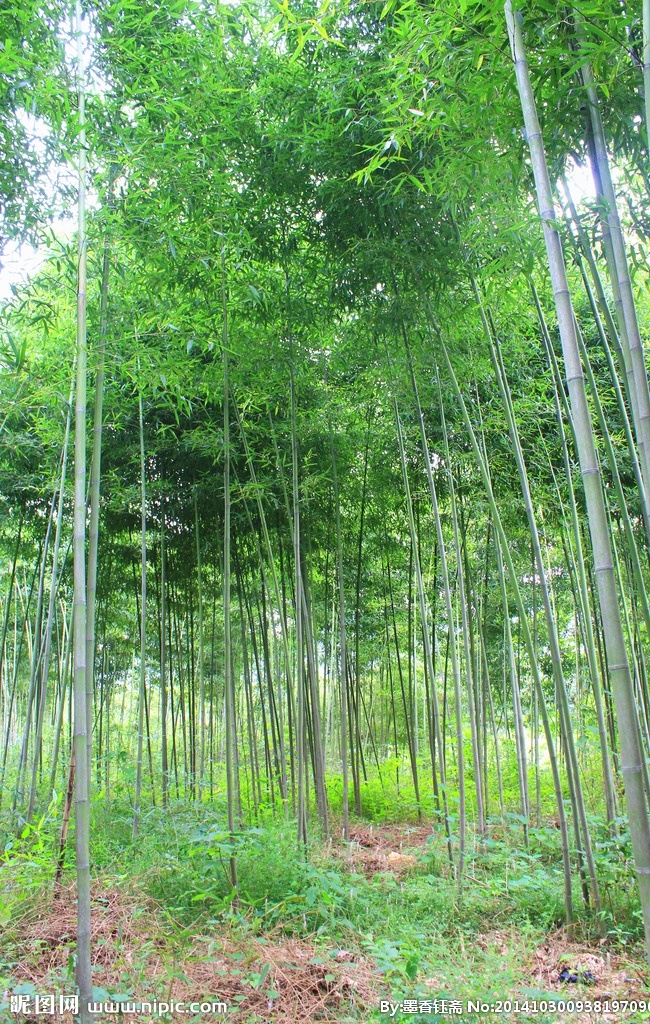 竹林 竹子 竹子摄影 竹海 竹杆 双溪漂流竹子 竹 雅竹 杭州旅游风景 竹林深处 竹林小径 生物世界 树木树叶