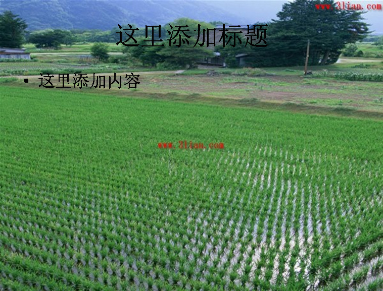 稻田禾苗 风景 自然风景 模板 范文