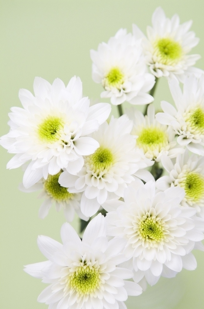 花 鲜花 绿叶 叶子 花瓶 粉嫩 清新 白色小雏菊 紫色小雏菊 黄的小雏菊 绿色 生机 装饰 灿烂花朵 花朵 花瓣 花枝 植物 生物世界 花草 花卉摄影 自然景观 自然风景