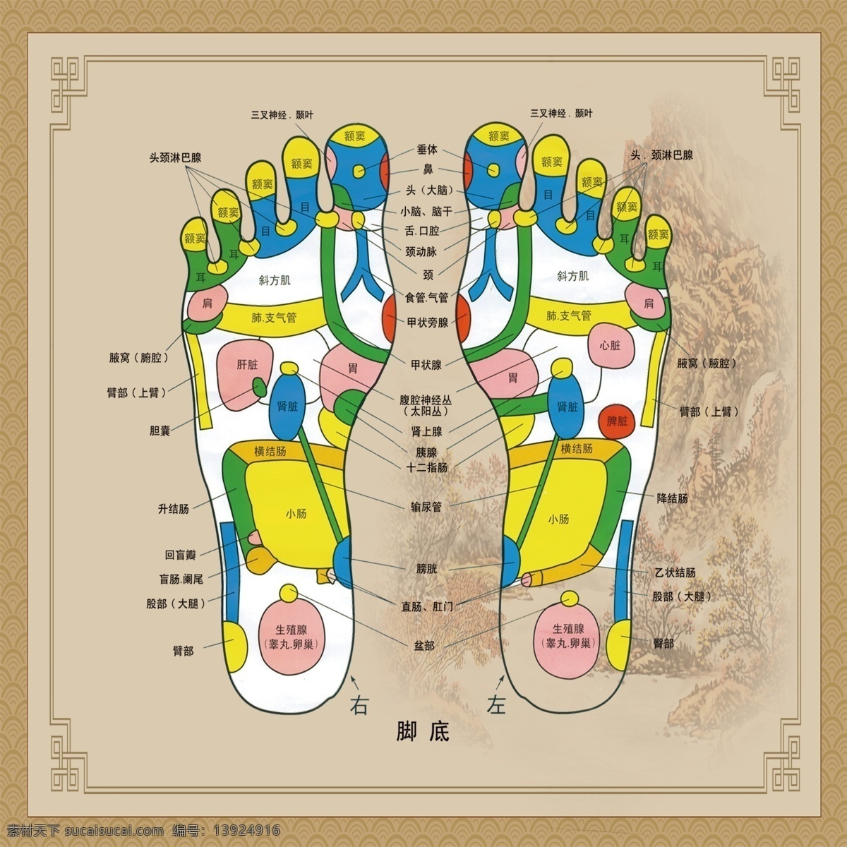 左右脚反射区 左右脚 反射 脚底 穴位 穴位图