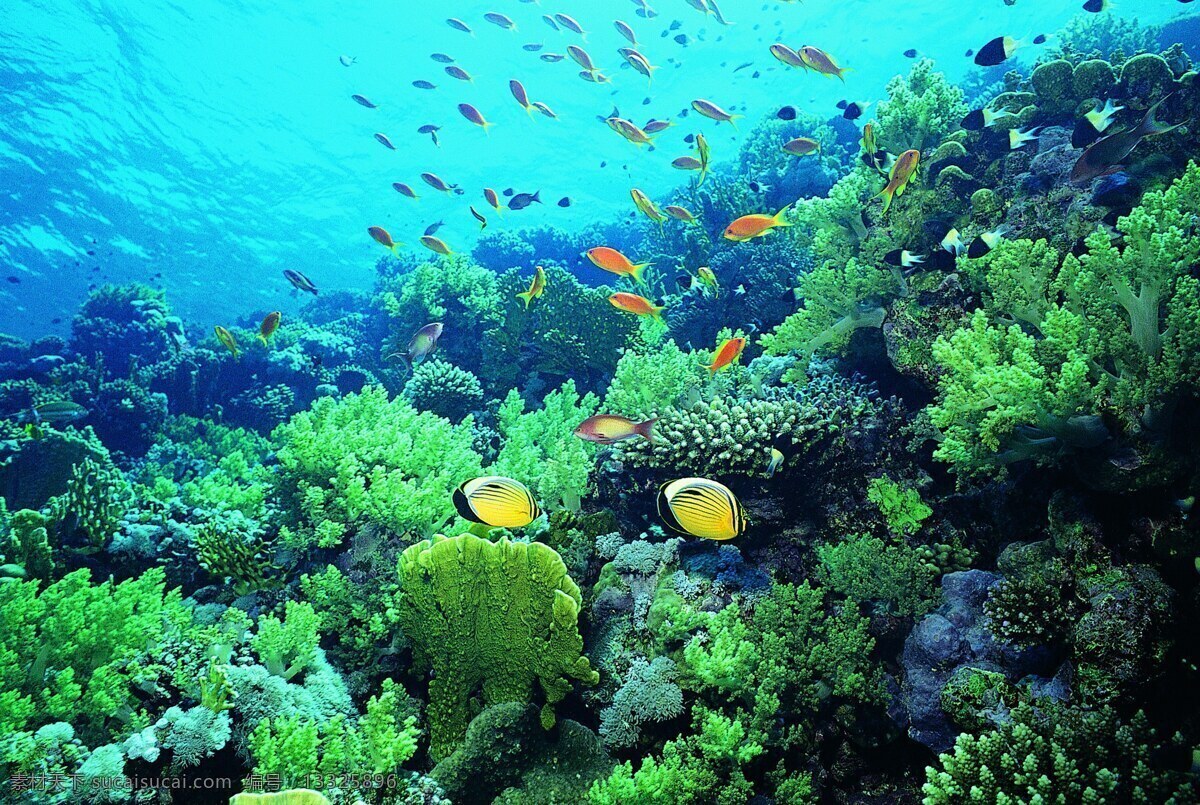 海底 世界 非 高清 海底世界 五颜六色的鱼 美丽的水草 清澈的海水 旺盛的生命力 欢快的游动 海洋生物 生物世界