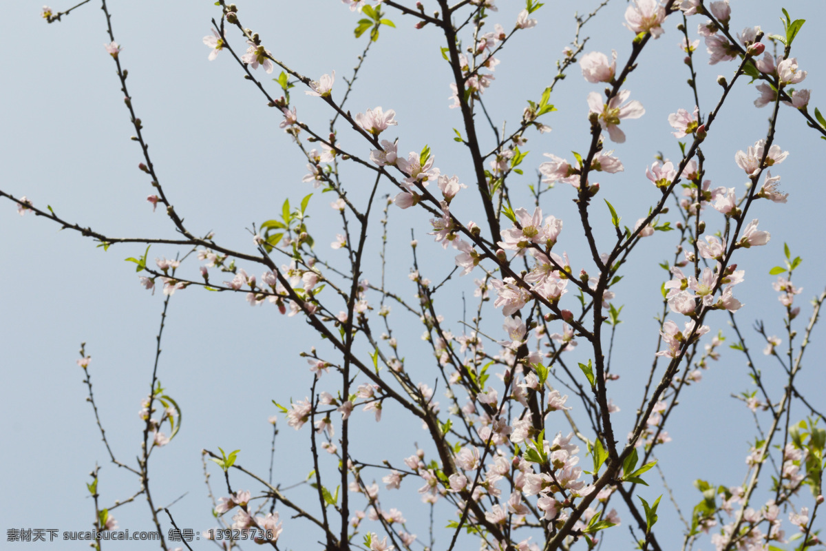 春光 春天 户外 花草 花木 美好 生机 桃花 早春 自然 桃花运 天空 画意 诗意 生物世界 psd源文件