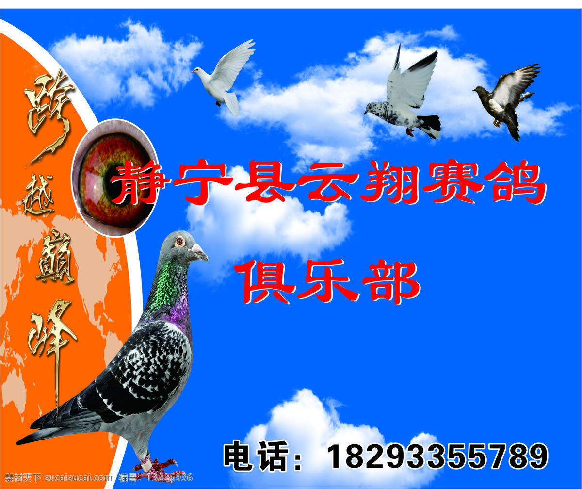 赛鸽背景图片 赛鸽 背景 鸽子 俱乐部 生物世界 野生动物
