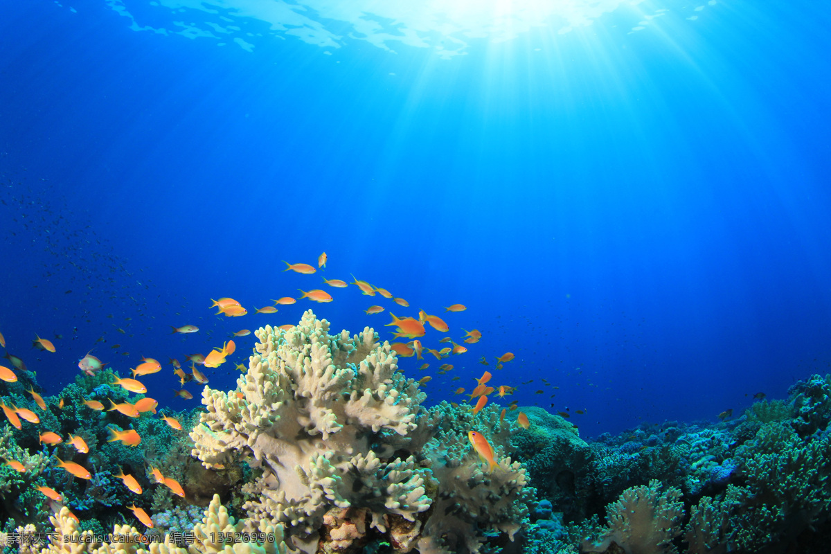 阳光 照射 下 海底 世界 太阳 珊瑚 金鱼 海底世界 海底生物 其他类别 生活百科 蓝色