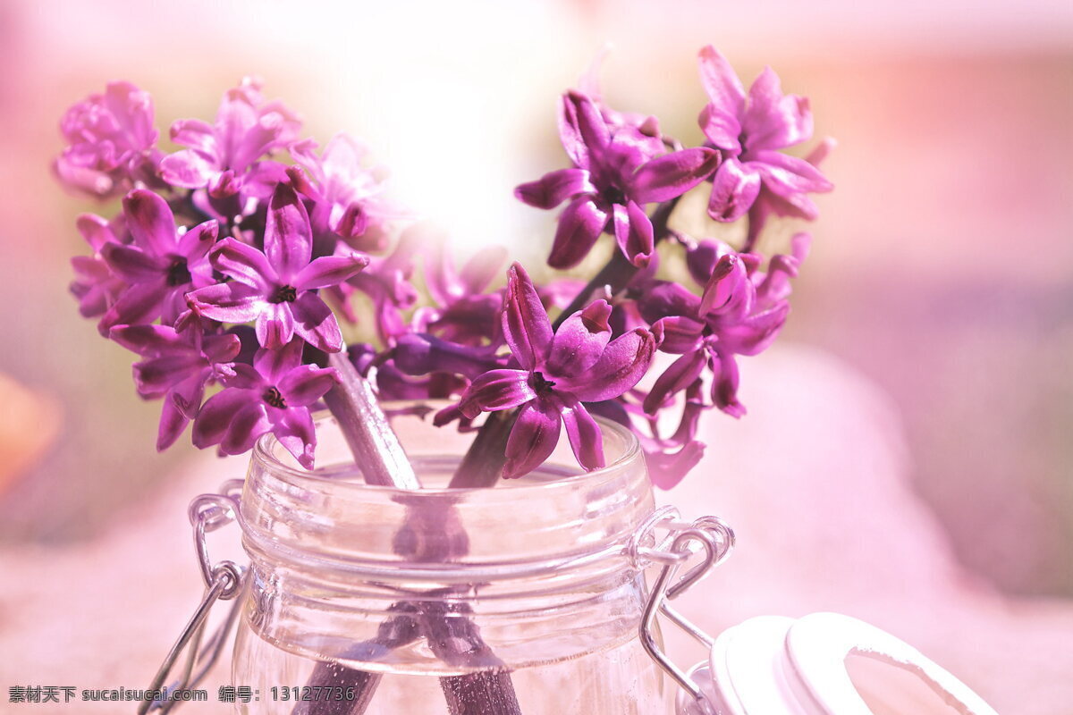 高清 唯美 紫色 风信子 鲜花 花卉 花朵 花枝 花束