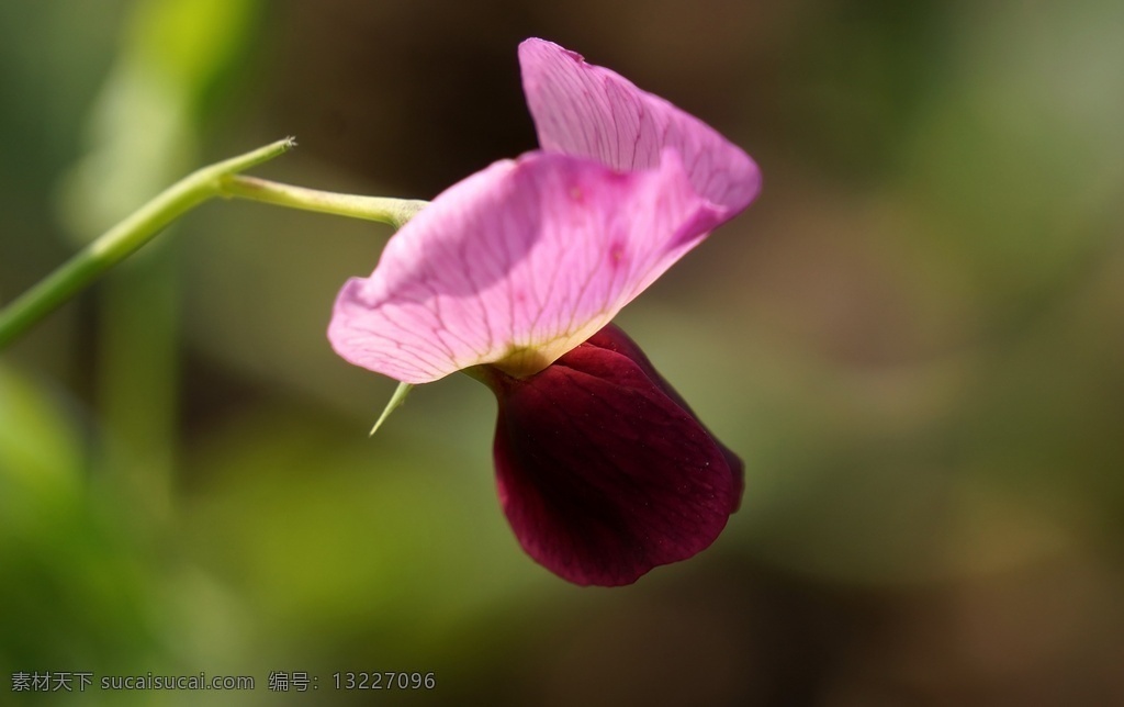 豌豆花图片 青豆 花麦豌豆 花寒豆 花雪豆 花毕豆 花麻累等 花荷兰豆 花回鹘豆 豌豆花 作物花 红色豌豆花 紫色豌豆花 蓝色豌豆花 白色豌豆花 艳丽 娇艳 唯美 已经 花卉 花朵 花艺 园艺 插花 花束 植物花朵 农业花朵 田地花朵 田园花朵 豌豆花朵 粉色豌豆花 豌豆花景 生物世界 花草