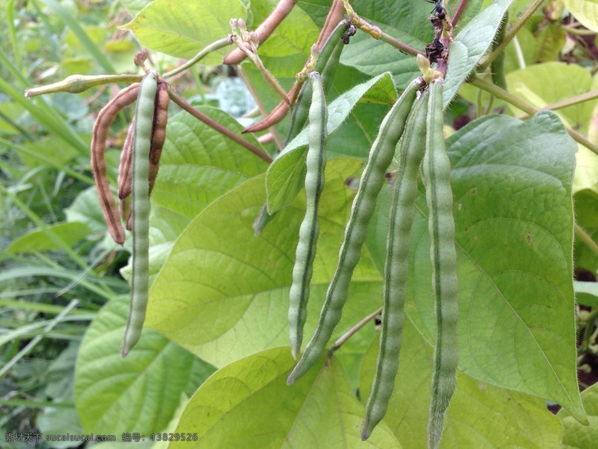 绿豆荚 豆类 绿豆叶 植物 绿豆 硕果累累 花草树木 生物世界 树木树叶