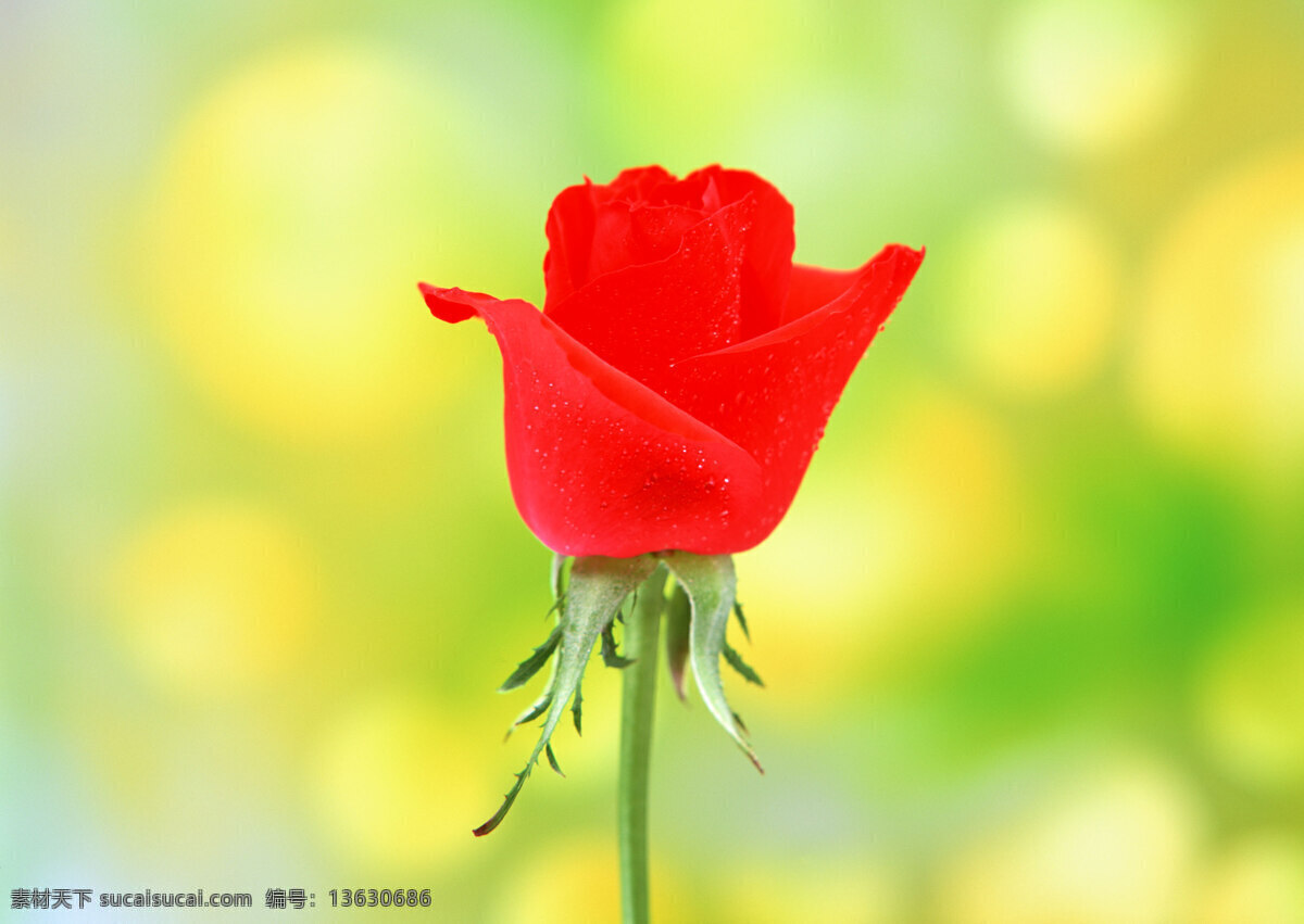 花卉 特写 红色 花朵 玫瑰 鲜花