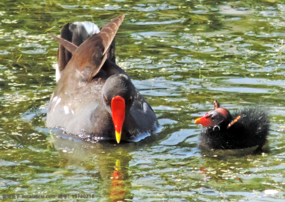 红冠水鸡 雏鸟 候鸟 锡伯河 芦苇塘 生态 环境 红山摄鸟 鸟类 生物世界